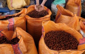 Fındıkta güzel sezon