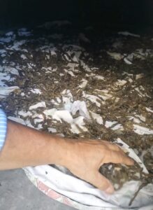 Köyde Kışlık yiyecek hazırlığı