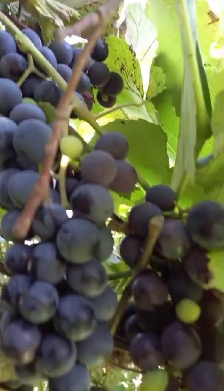 Kokulu siyah üzüm (İzabella)